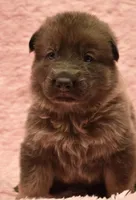 Blue Sable. OFA parents DM clear, a female German Shepherd Dog for sale in Abilene, TX – 2 of 3