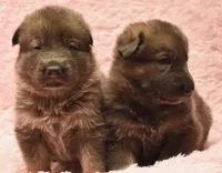 Blue Sable. OFA parents DM clear, a female German Shepherd Dog for sale in Abilene, TX – 3 of 3