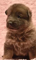 Blue Sable. OFA parents DM clear, a female German Shepherd Dog for sale in Abilene, TX – 1 of 3
