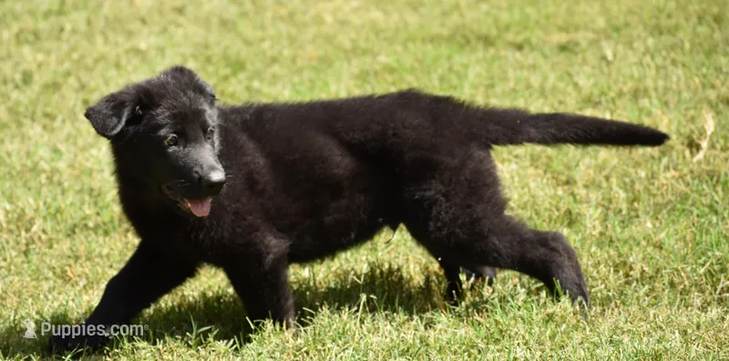 solid black male – White Shepherd puppy for sale in Abilene, TX