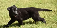 solid black male, a male White Shepherd for sale in Abilene, TX – 1 of 2