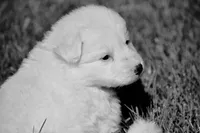 long coat white female, a female German Shepherd Dog for sale in Abilene, TX – 2 of 4