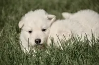 long coat white, a female White Shepherd for sale in Abilene, TX – 3 of 3