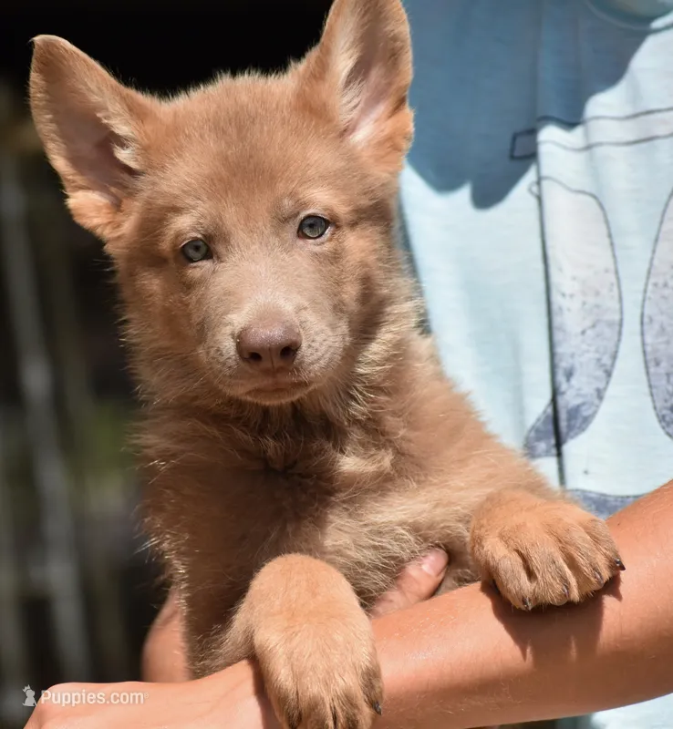 OFA'd, DM clear parents – White Shepherd puppy for sale in Abilene, TX