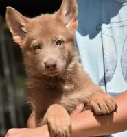 OFA'd, DM clear parents, a male White Shepherd for sale in Abilene, TX – 1 of 2