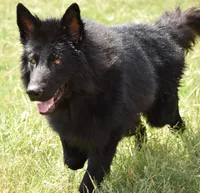 long coat silver sable male, a male German Shepherd Dog for sale in Abilene, TX – Photo 3 of 3