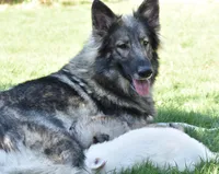 long coat silver sable male, a male German Shepherd Dog for sale in Abilene, TX – Photo 2 of 3