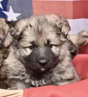 long coat silver sable male, a male German Shepherd Dog for sale in Abilene, TX – Photo 1 of 3