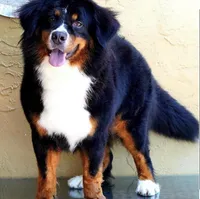 Reese & Puppies (pregnant with Bernedoodles), a  Bernese Mountain Dog for sale in Chattanooga, TN – Photo 1 of 6