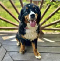 Reese & Puppies (pregnant with Bernedoodles), a  Bernese Mountain Dog for sale in Chattanooga, TN – Photo 3 of 6