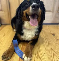Reese & Puppies (pregnant with Bernedoodles), a  Bernese Mountain Dog for sale in Chattanooga, TN – Photo 2 of 6