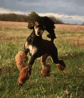 Reese & Puppies (pregnant with Bernedoodles), a  Bernese Mountain Dog for sale in Chattanooga, TN – Photo 5 of 6