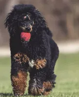 Reese & Puppies (pregnant with Bernedoodles), a  Bernese Mountain Dog for sale in Chattanooga, TN – Photo 6 of 6