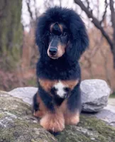 Reese & Puppies (pregnant with bernedoodles), a  Bernedoodle for sale in Chattanooga, TN – Photo 4 of 6