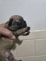 Fiona, a female French Bulldog for sale in Belvidere, NE – 2 of 2
