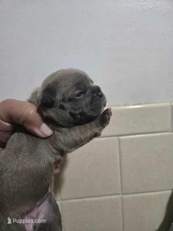 Izzy – French Bulldog puppy for sale in Belvidere, NE
