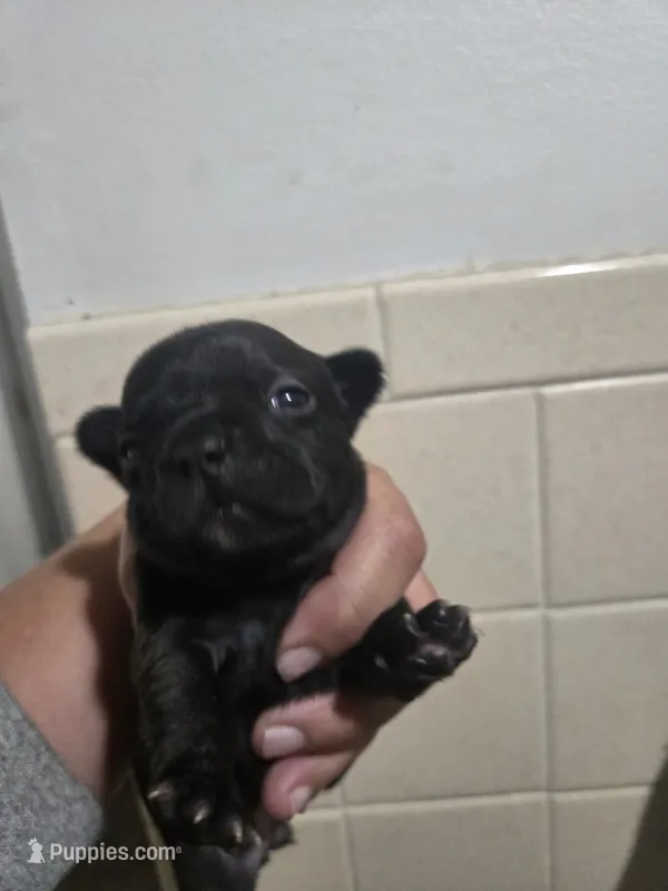 Indie – French Bulldog puppy for sale in Belvidere, NE