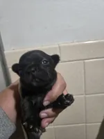 Indie, a female French Bulldog for sale in Belvidere, NE – 1 of 2
