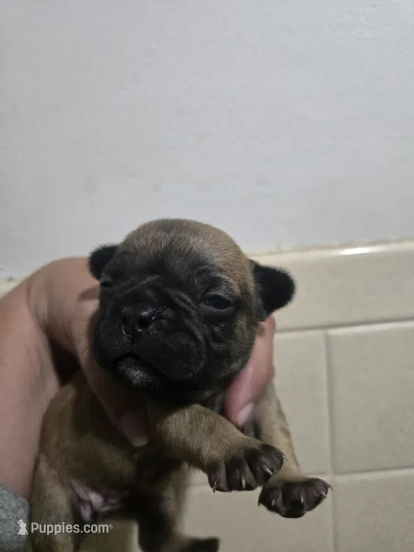 Fiona – French Bulldog puppy for sale in Belvidere, NE