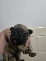 Fiona, a female French Bulldog for sale in Belvidere, NE – 1 of 2