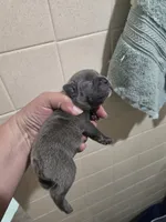Cleo, a female French Bulldog for sale in Belvidere, NE – 3 of 3