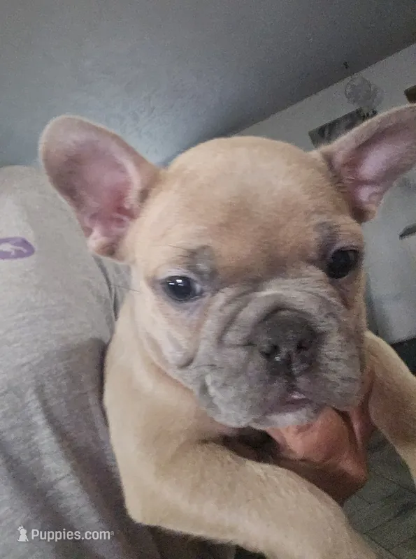 Nacho – French Bulldog puppy for sale in Belvidere, NE