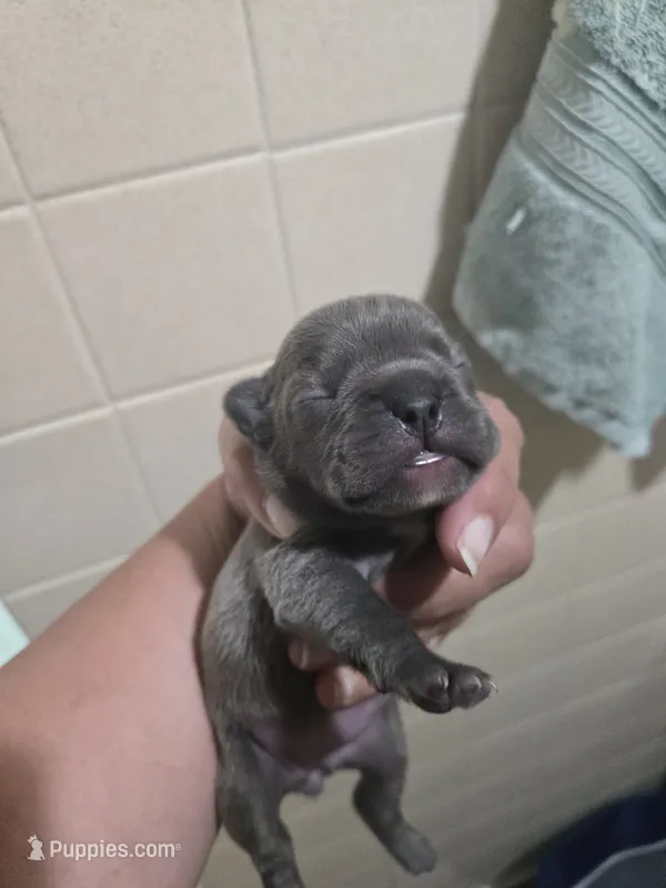 Cleo – French Bulldog puppy for sale in Belvidere, NE