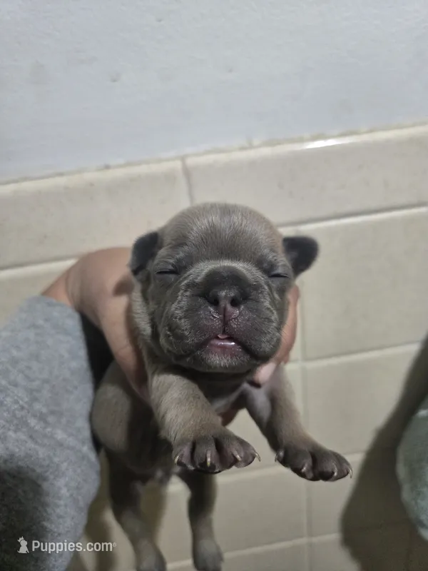 Nacho – French Bulldog puppy for sale in Belvidere, NE