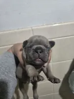 Nacho, a male French Bulldog for sale in Belvidere, NE – 1 of 2