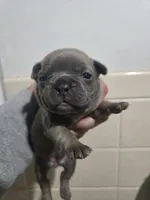 Izzy, a female French Bulldog for sale in Belvidere, NE – 2 of 2