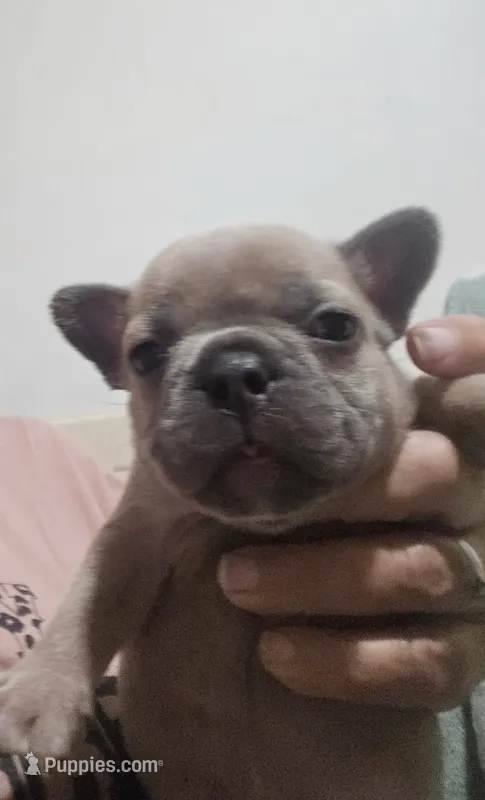Nacho – French Bulldog puppy for sale in Belvidere, NE