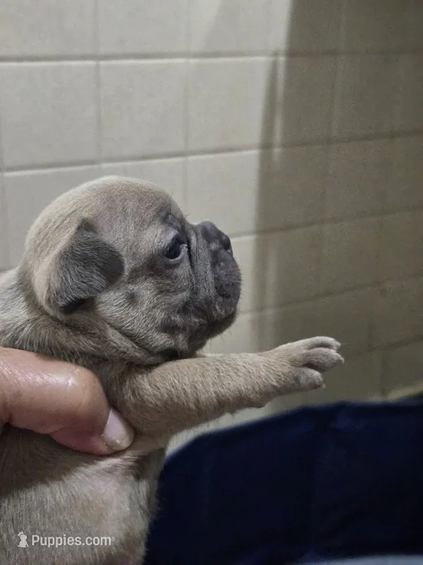 Izzy – French Bulldog puppy for sale in Belvidere, NE