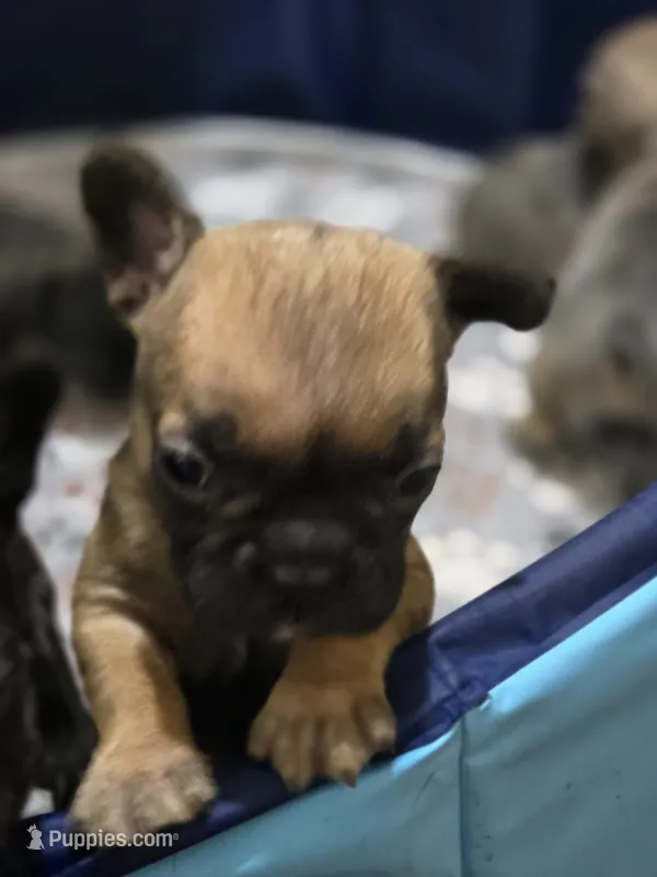 Fiona – French Bulldog puppy for sale in Belvidere, NE