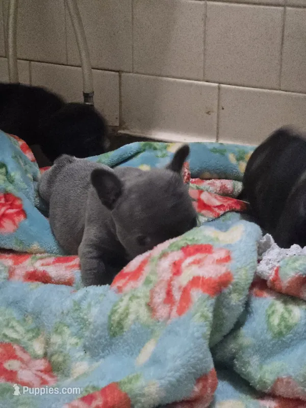 Cleo – French Bulldog puppy for sale in Belvidere, NE