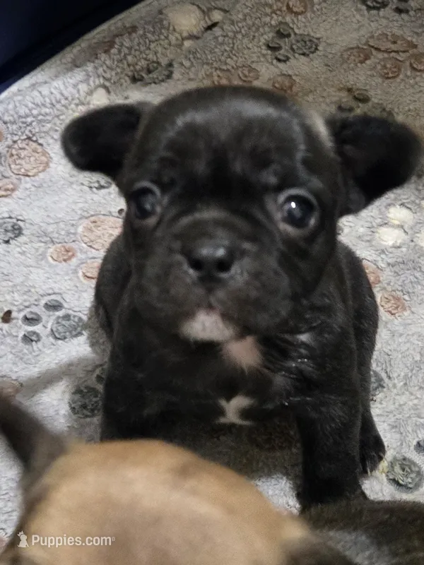 Indie – French Bulldog puppy for sale in Belvidere, NE