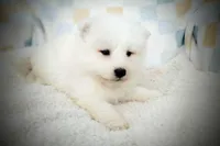 Beuford, a male Samoyed for sale in Durant, OK – Photo 2 of 2