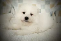 Beuford, a male Samoyed for sale in Durant, OK – Photo 1 of 2