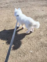 Allie FREE, a female Samoyed for sale in Durant, OK – Photo 4 of 4