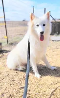 Allie FREE, a female Samoyed for sale in Durant, OK – Photo 3 of 4