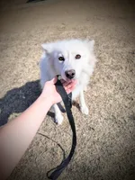 Allie FREE, a female Samoyed for sale in Durant, OK – Photo 2 of 4