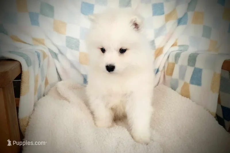 Borris, a male Samoyed for sale in Durant, OK – Photo 1 of 2