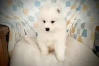 Borris, a male Samoyed for sale in Durant, OK – Photo 1 of 2