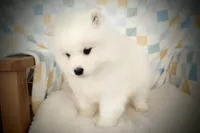 Borris, a male Samoyed for sale in Durant, OK – Photo 2 of 2