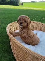 Petite mini boy Blue, a male Miniature Goldendoodle for sale in Winona, MN – Photo 7 of 8