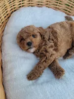 Petite mini boy Blue, a male Miniature Goldendoodle for sale in Winona, MN – Photo 4 of 8