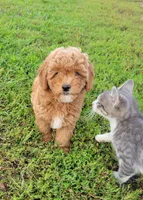 Petite mini boy Blue, a male Miniature Goldendoodle for sale in Winona, MN – Photo 1 of 8