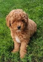 Petite mini boy Blue, a male Miniature Goldendoodle for sale in Winona, MN – Photo 6 of 8