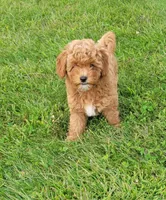 Petite mini boy Blue, a male Miniature Goldendoodle for sale in Winona, MN – Photo 3 of 8