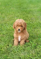 Petite mini boy Blue, a male Miniature Goldendoodle for sale in Winona, MN – Photo 2 of 8