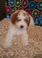 mini(pending) goldendoodle, a female Miniature Goldendoodle for sale in Winona, MN – Photo 5 of 10